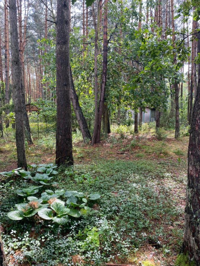 Przytulny Domek W Lesie Blisko Rzeki Ryczywol  Luaran gambar